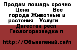 Продам лошадь срочно › Цена ­ 30 000 - Все города Животные и растения » Услуги   . Дагестан респ.,Геологоразведка п.